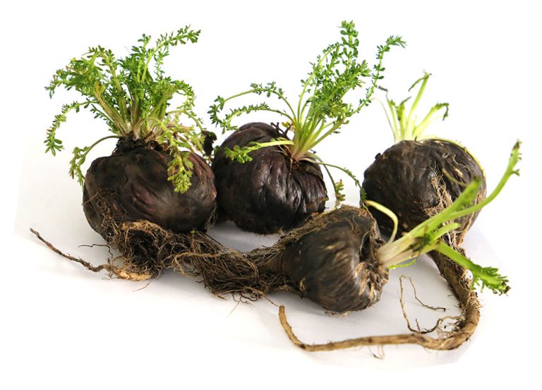 Maca Nera