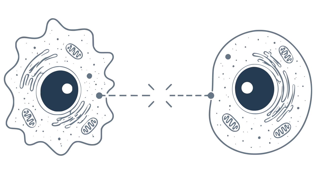 Illustration showing cell-to-cell communication
