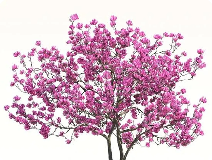 Magnolidone