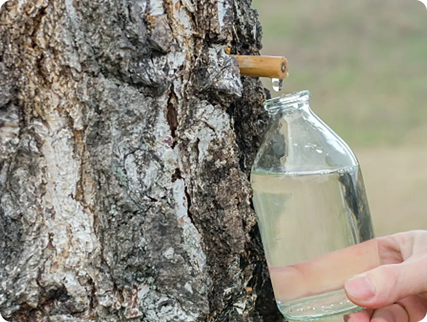 Birch Juice and Sea Water