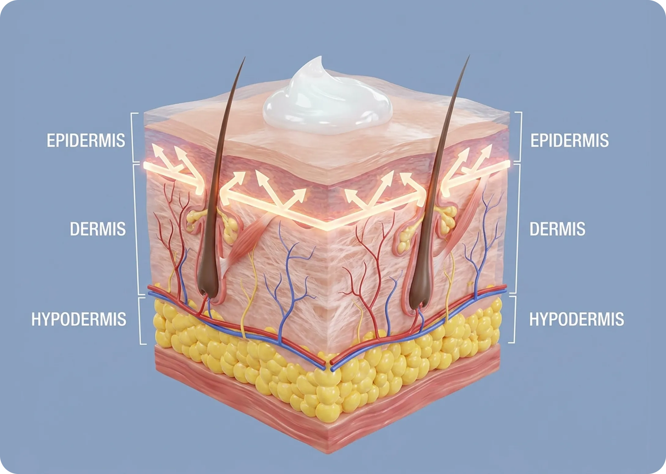 Diagram of the layers of skin