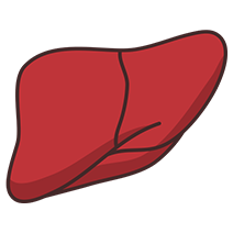 Beef Liver icon