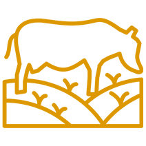 Grass-Fed Beef Icon