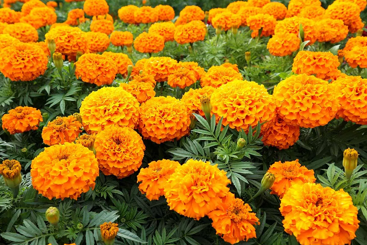 ingredient-img