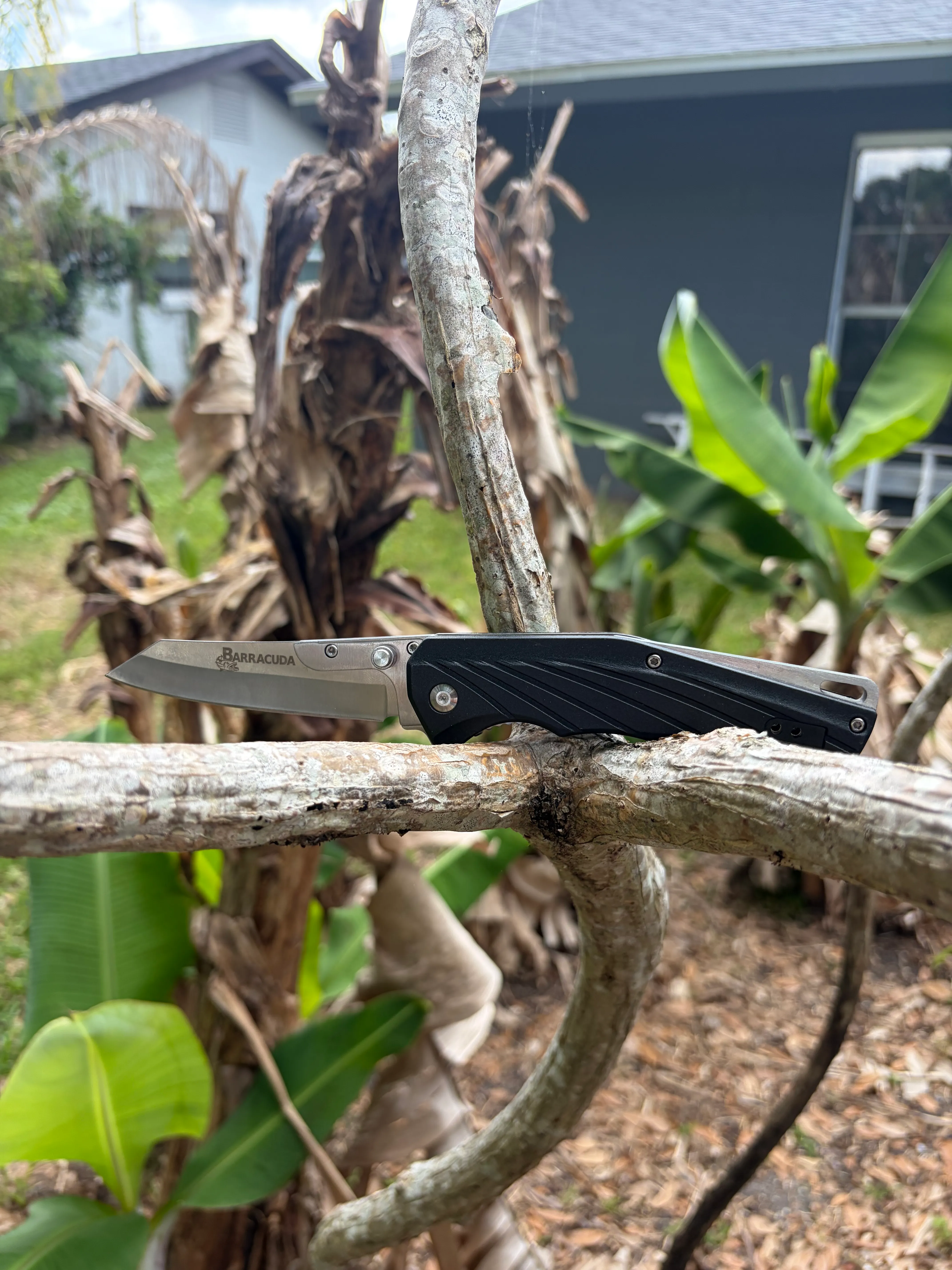 Barracuda in the field