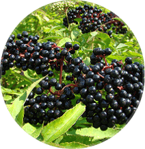 Elderberry