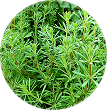 Cleavers Extract