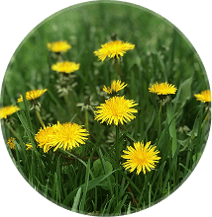 Dandelion Leaf