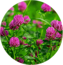 Red Clover