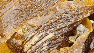 Glucosamine and Chondroitin