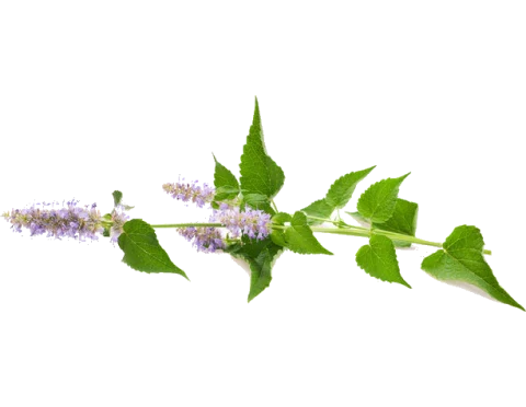 Astragalus