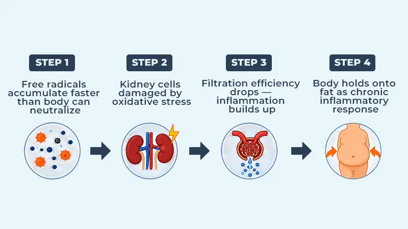 Inflammation and kidney filtration mechanism