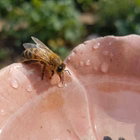 Bee Blossoms (US)