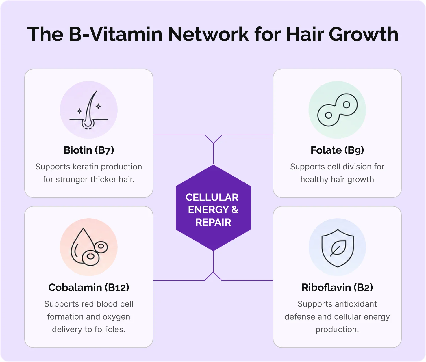 B-vitamin cofactor illustration showing follicle support