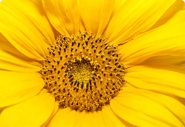 ingredient-img