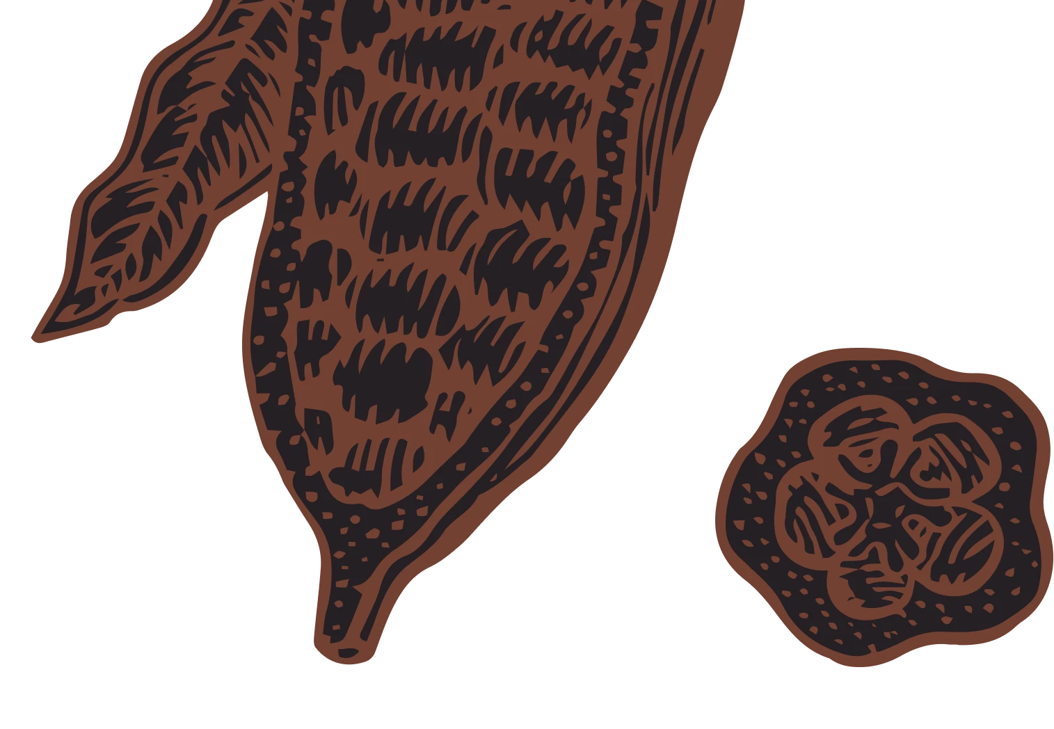 Drawing of a cacao pod and a cocoa bean.