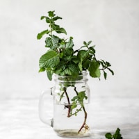 Ashwagandha KSM-66®