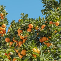 Ashwagandha KSM-66®