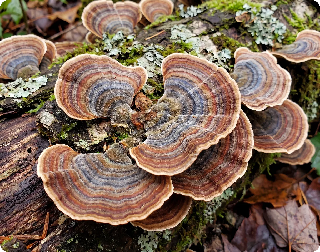 Turkey Tail mushroom