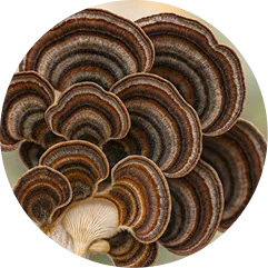 Turkey Tail mushroom