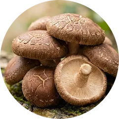 Shiitake mushroom