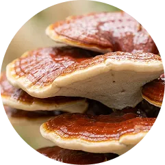 Reishi mushroom