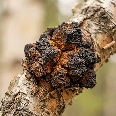 Chaga mushroom