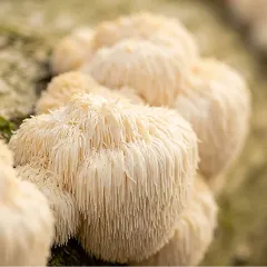 Lion's Mane mushroom