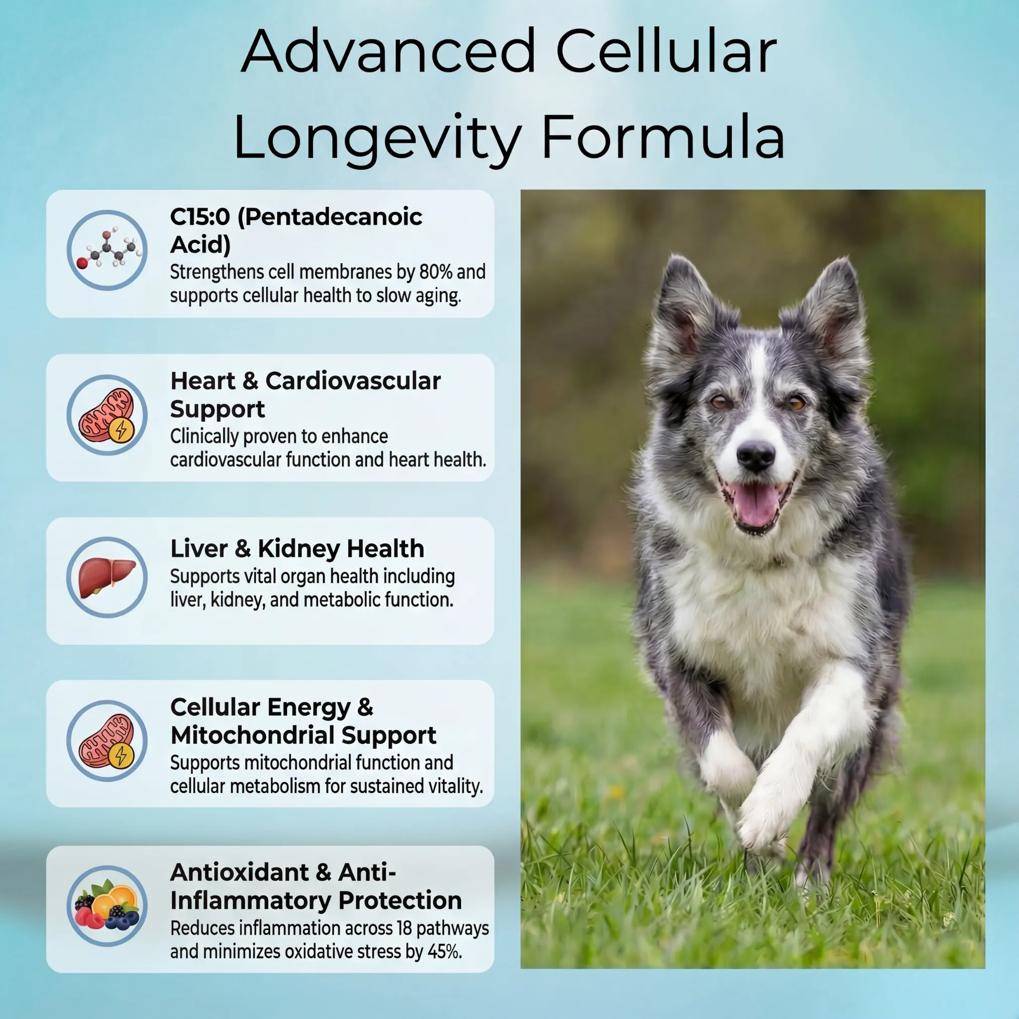 Probiotic Dog Chews