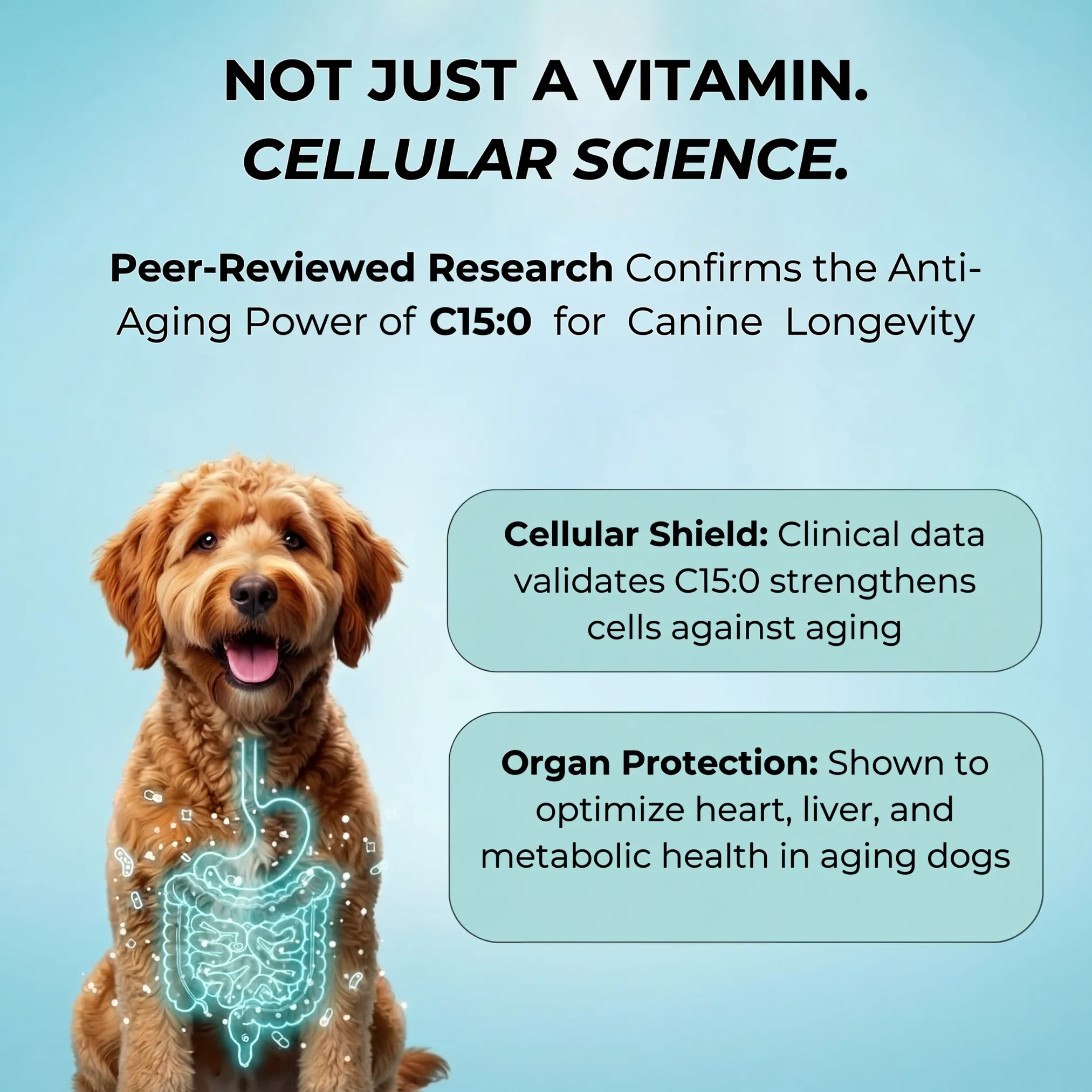 Probiotic Dog Chews