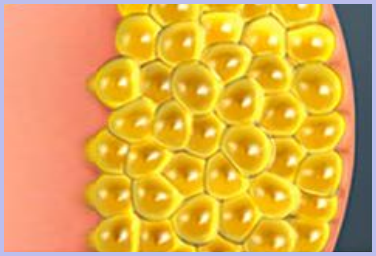 GLP-1 Daily Product